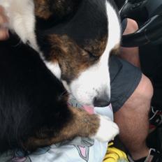 Welsh corgi cardigan lincoln