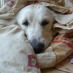 Golden retriever Dicte [Min bedste ven] <3<3