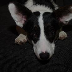 Welsh corgi cardigan Perle Olsen