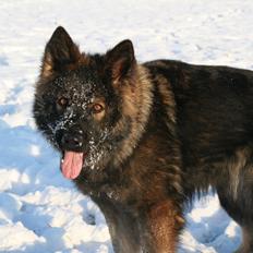 Schæferhund Kweo's Vonni (Donna)