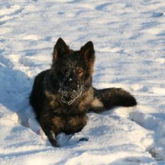 Schæferhund Kweo's Vonni (Donna)