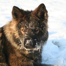 Schæferhund Kweo's Vonni (Donna)