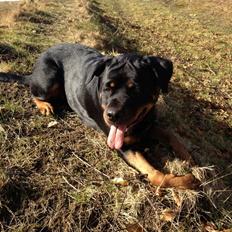 Rottweiler Vindelsbo's Boogie Woogie (Bella) [himmelhund]