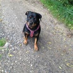Rottweiler Vindelsbo's Boogie Woogie (Bella) [himmelhund]