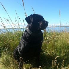Labrador retriever Molly