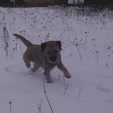 Border terrier Gizmo