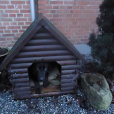 Labrador retriever Balou