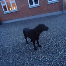 Labrador retriever Balou