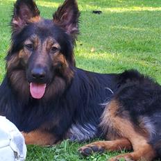 Schæferhund Zack