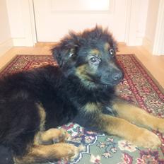 Schæferhund Zack