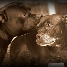 Staffordshire bull terrier Manse