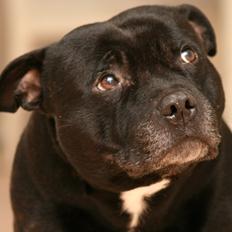 Staffordshire bull terrier Manse