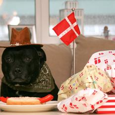 Staffordshire bull terrier Manse