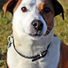 Jack russell terrier fido