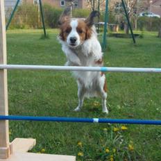 Kooikerhondje Bobby
