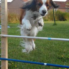 Kooikerhondje Bobby