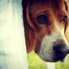 Beagle Basil