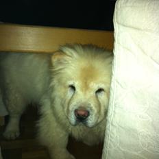 Chow chow Nala