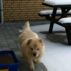 Chow chow Nala