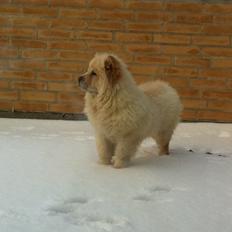 Chow chow Nala