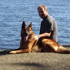 Schæferhund Studsdal Rambo
