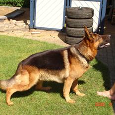 Schæferhund Studsdal Rambo