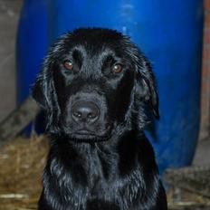 Labrador retriever Hillsbrook Katie