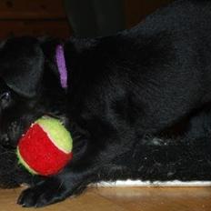 Labrador retriever Hillsbrook Katie