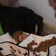 Berner sennenhund Amy