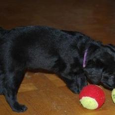 Labrador retriever Hillsbrook Katie