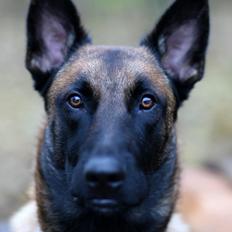 Malinois Green Basilisk`s Argos