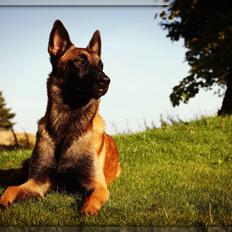 Malinois Green Basilisk`s Argos