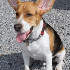 Beagle Basil