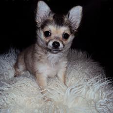 Chihuahua Topper
