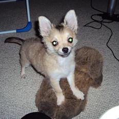 Chihuahua Topper