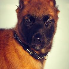 Malinois Green Basilisk`s Argos