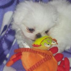 Pekingeser Diva baby