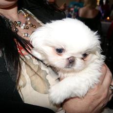 Pekingeser Diva baby