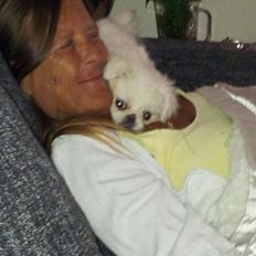 Pekingeser Diva baby