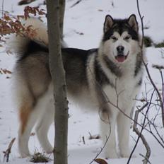 Alaskan malamute My Alaskan Final Dash (Koda)