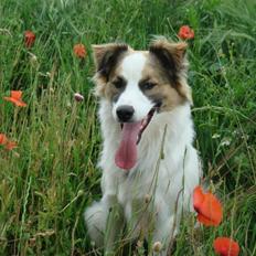 Blanding af racer Aslan