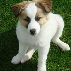 Blanding af racer Aslan