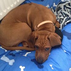 Rhodesian ridgeback Enzo