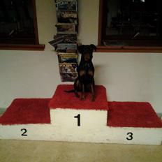 Tysk pinscher Bailey