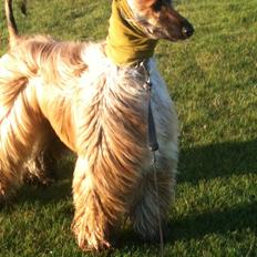 Afghansk mynde Aslan