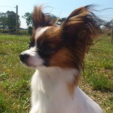 Papillon NA's Molly