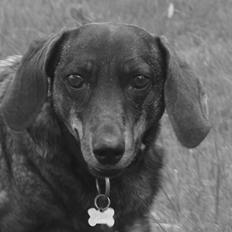 Gravhund Tilde <3 venindes hund <3