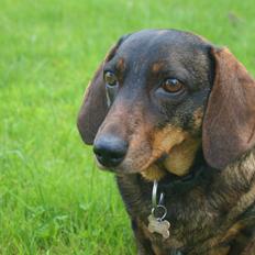 Gravhund Tilde <3 venindes hund <3