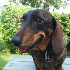 Gravhund Tilde <3 venindes hund <3