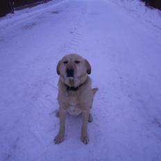Labrador retriever R.I.P. Finn Holger
